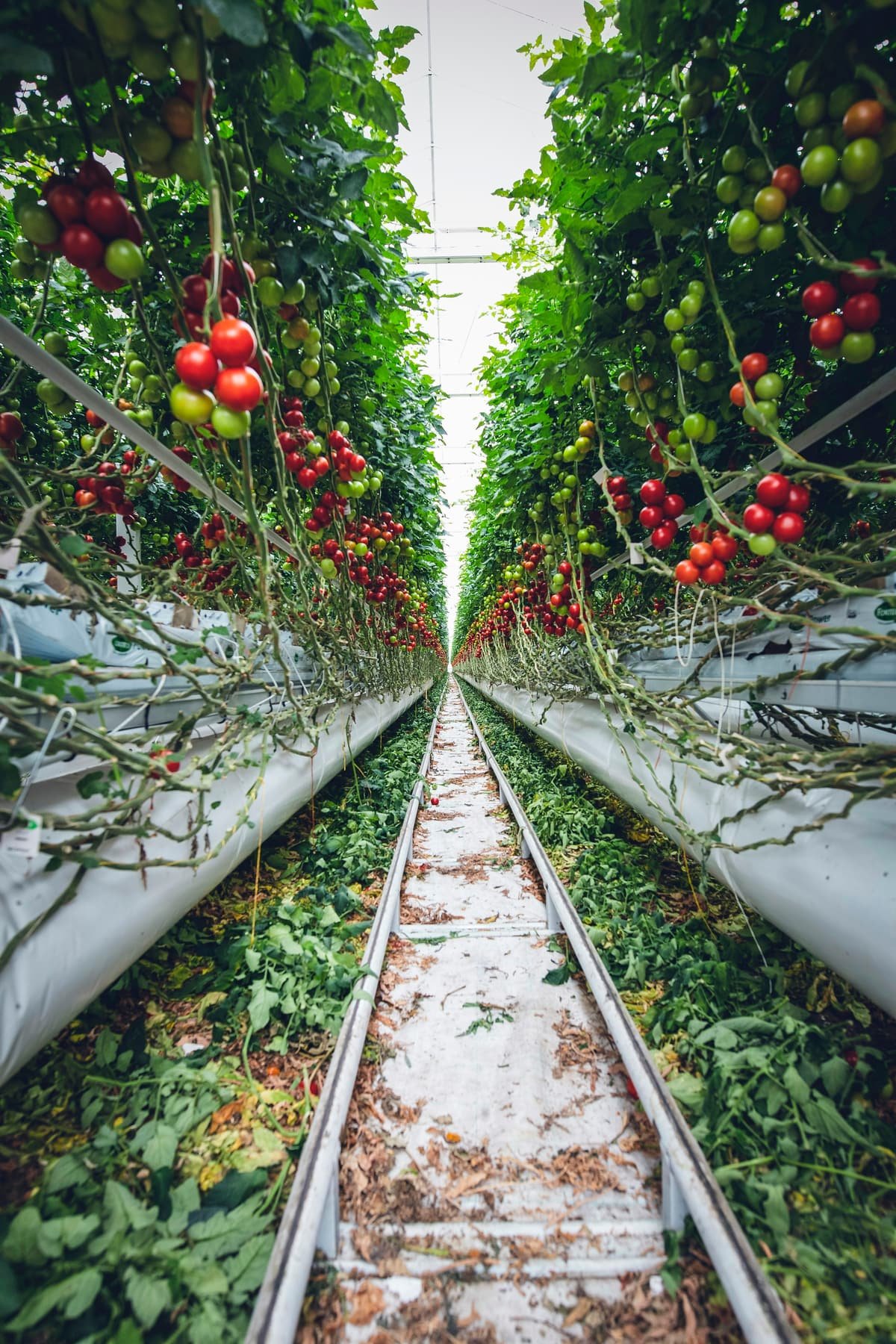 Industrial greenhouse operation