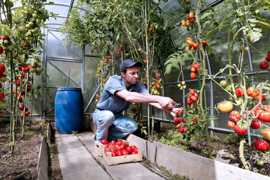 Greenhouse operatives handling crops in a commercial glasshouse
